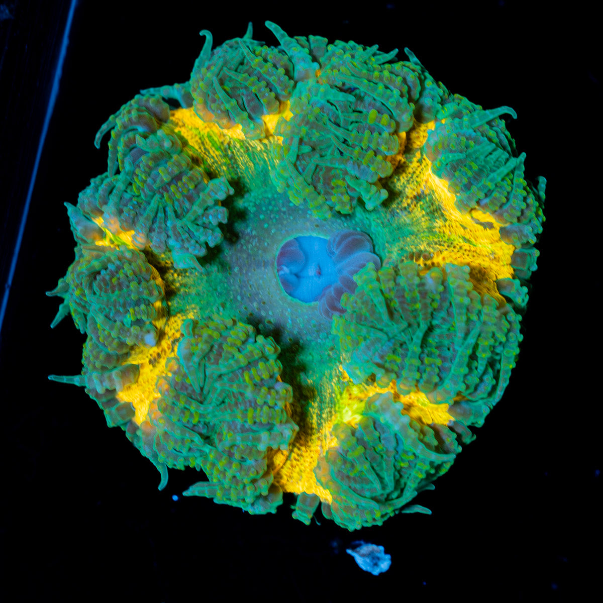 Ultra Rock Flower Anemone with colorful oral disc in reef aquarium