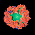 Ultra Rock Flower Anemone with colorful oral disc in reef aquarium