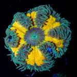 Ultra Rock Flower Anemone with colorful oral disc in reef aquarium