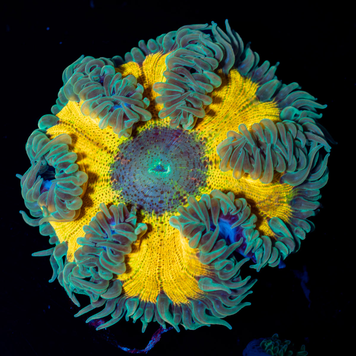 Ultra Rock Flower Anemone with colorful oral disc in reef aquarium