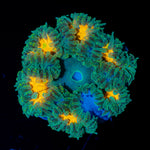 Ultra Rock Flower Anemone with colorful oral disc in reef aquarium