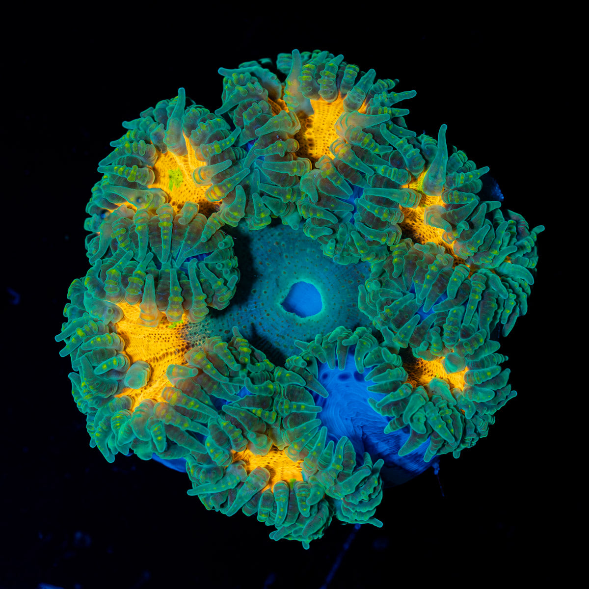 Ultra Rock Flower Anemone with colorful oral disc in reef aquarium