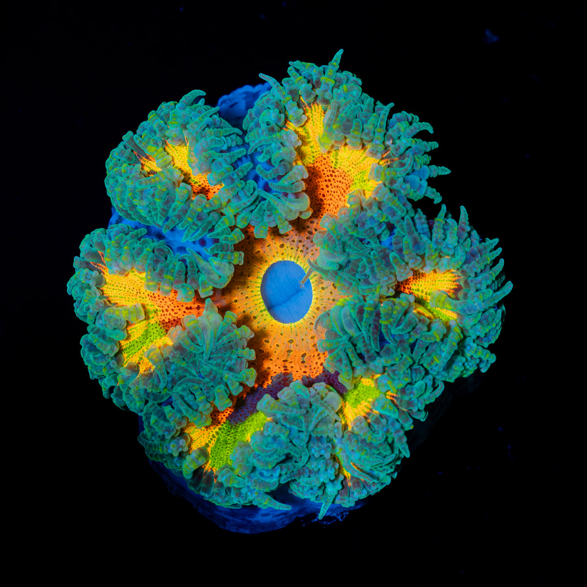 Ultra Rock Flower Anemone with colorful oral disc in reef aquarium