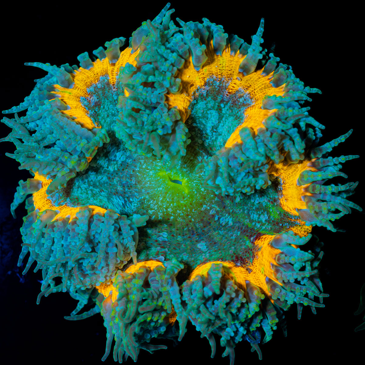 Ultra Rock Flower Anemone with colorful oral disc in reef aquarium