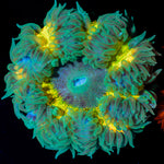 Ultra Rock Flower Anemone with colorful oral disc in reef aquarium