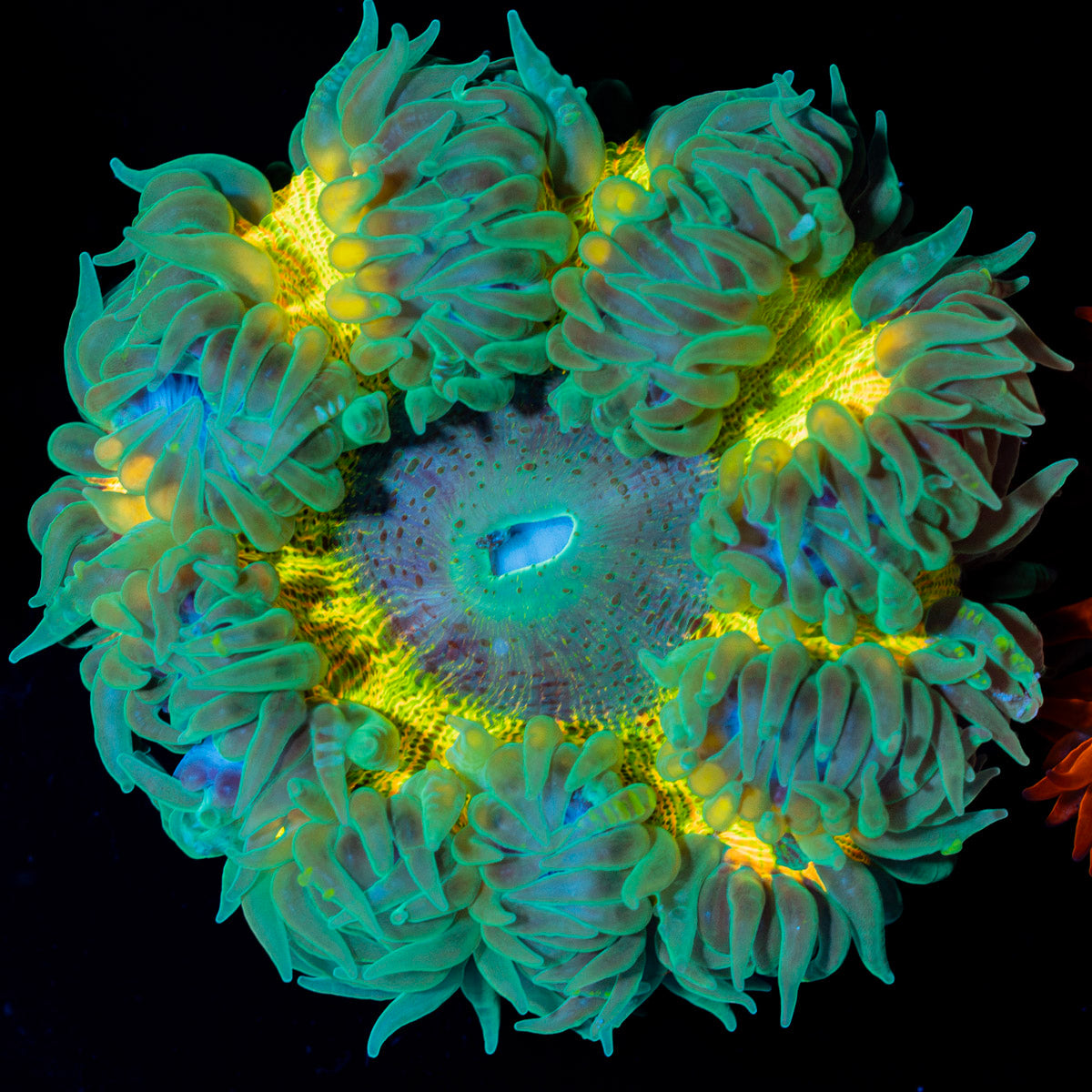 Ultra Rock Flower Anemone with colorful oral disc in reef aquarium