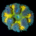 Ultra Rock Flower Anemone with colorful oral disc in reef aquarium