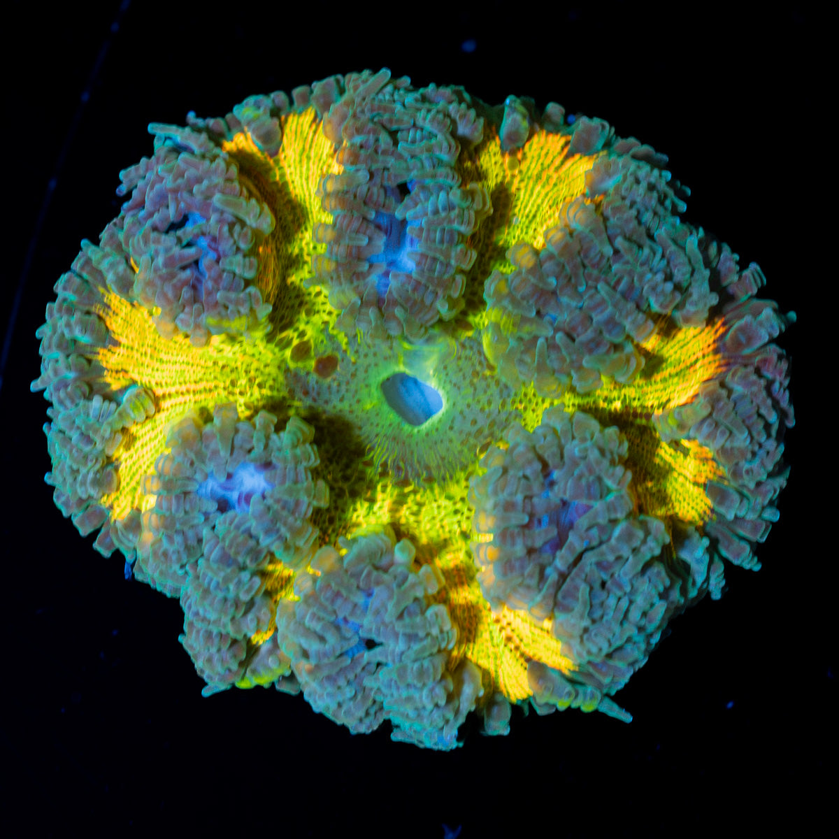 Ultra Rock Flower Anemone with colorful oral disc in reef aquarium