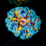 Ultra Rock Flower Anemone with colorful oral disc in reef aquarium