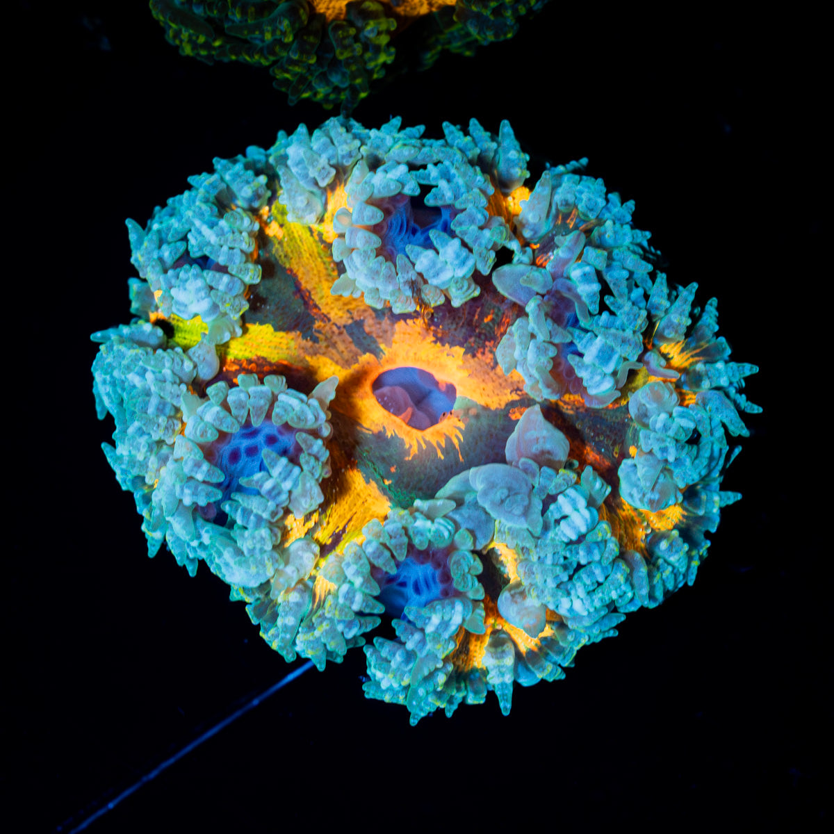 Ultra Rock Flower Anemone with colorful oral disc in reef aquarium