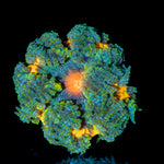 Ultra Rock Flower Anemone with colorful oral disc in reef aquarium
