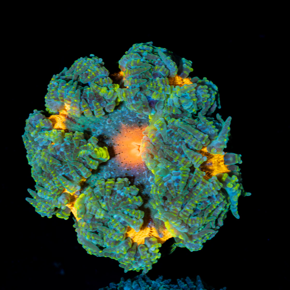 Ultra Rock Flower Anemone with colorful oral disc in reef aquarium