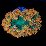 Ultra Rock Flower Anemone with colorful oral disc in reef aquarium