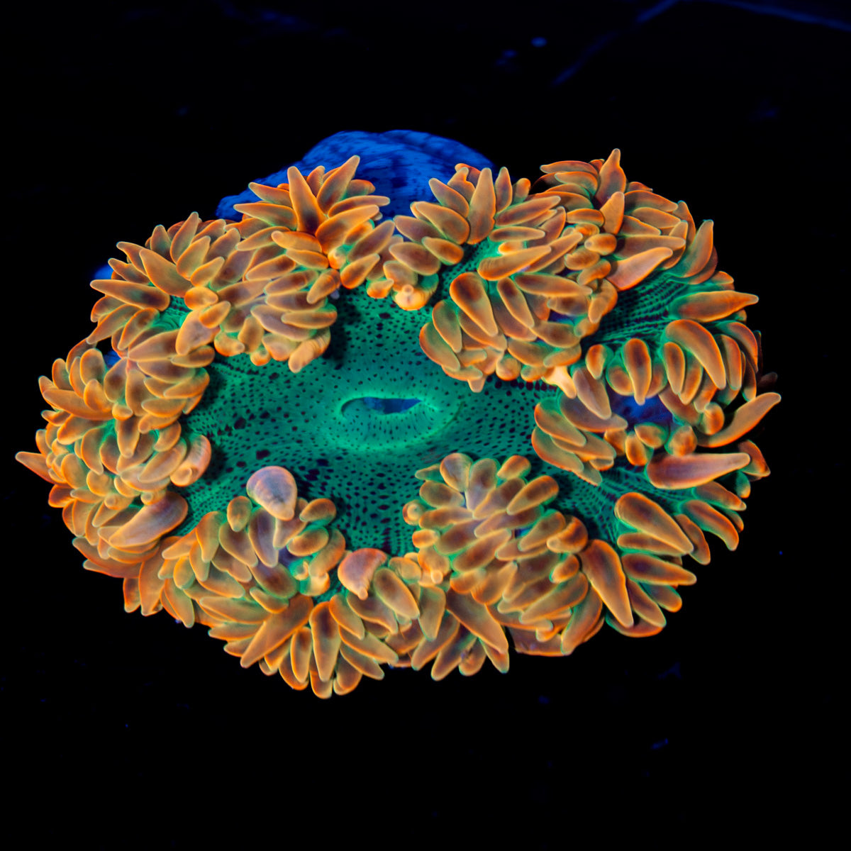 Ultra Rock Flower Anemone with colorful oral disc in reef aquarium