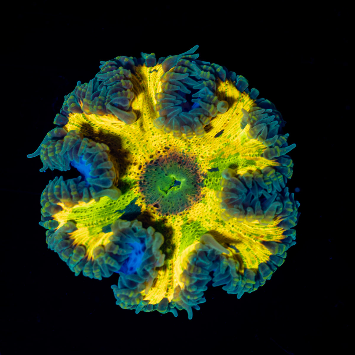 Ultra Rock Flower Anemone with colorful oral disc in reef aquarium