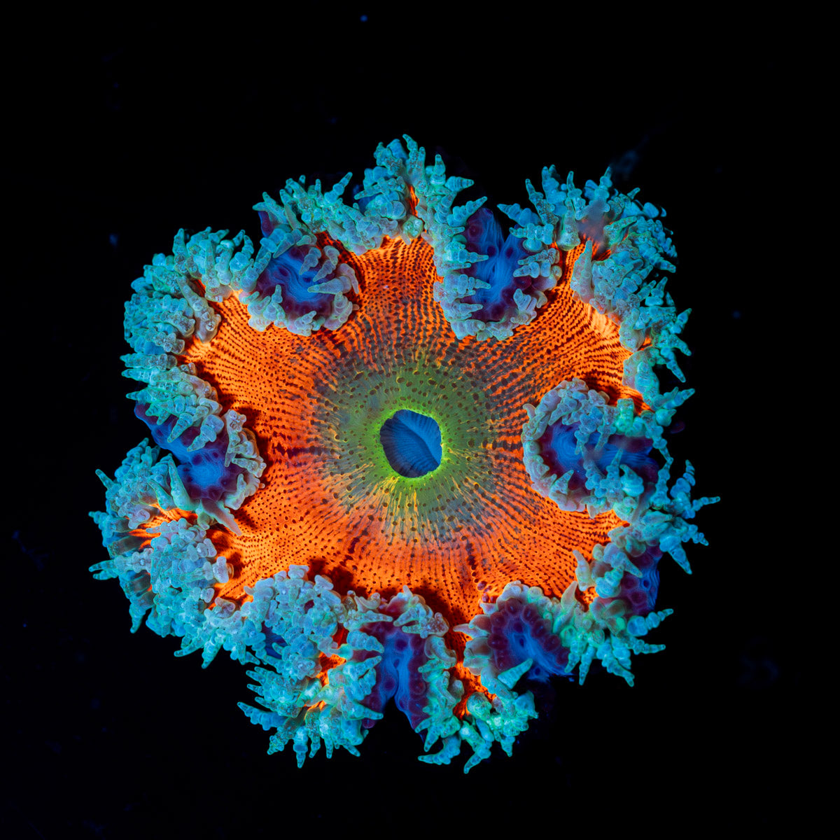Ultra Rock Flower Anemone with colorful oral disc in reef aquarium