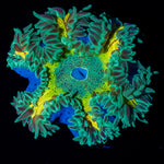 Ultra Rock Flower Anemone with colorful oral disc in reef aquarium