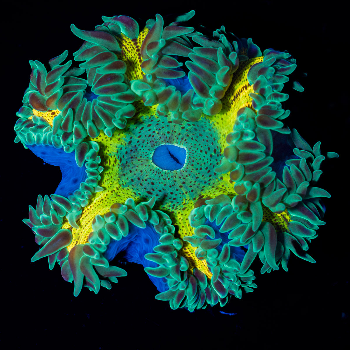 Ultra Rock Flower Anemone with colorful oral disc in reef aquarium