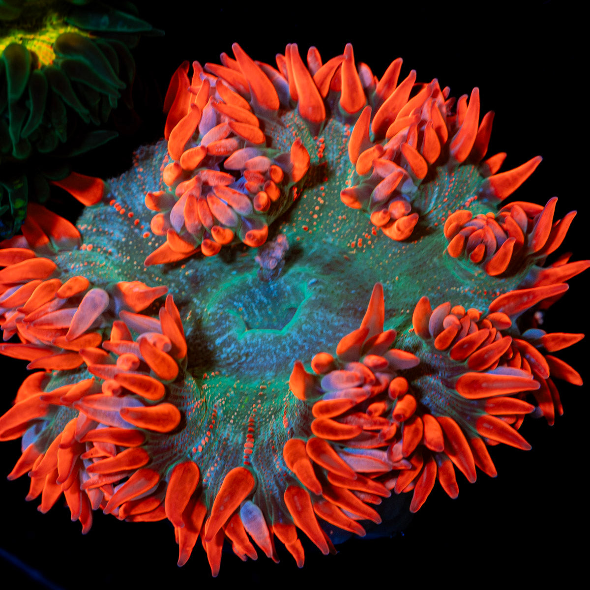 Ultra Rock Flower Anemone with colorful oral disc in reef aquarium