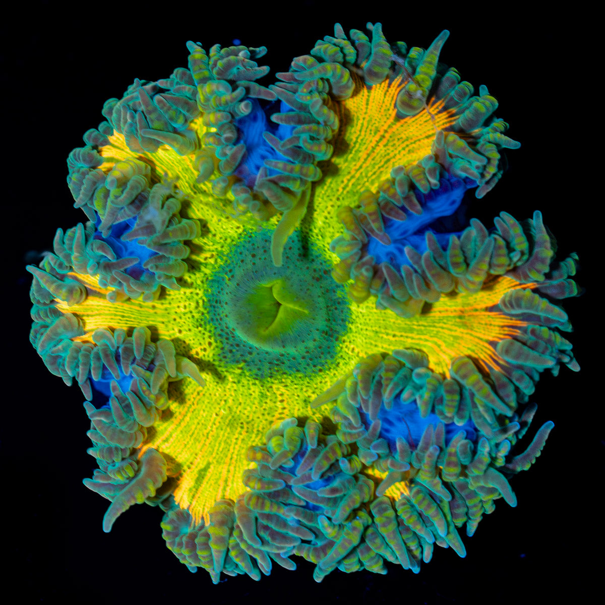 Ultra Rock Flower Anemone with colorful oral disc in reef aquarium