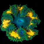 Ultra Rock Flower Anemone with colorful oral disc in reef aquarium