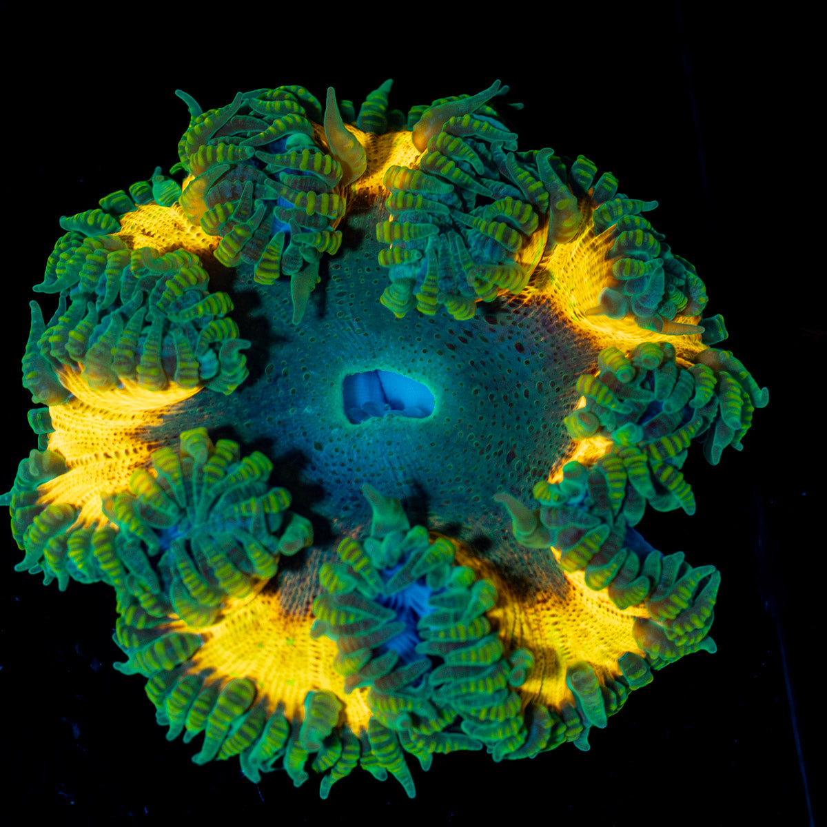 Ultra Rock Flower Anemone with colorful oral disc in reef aquarium