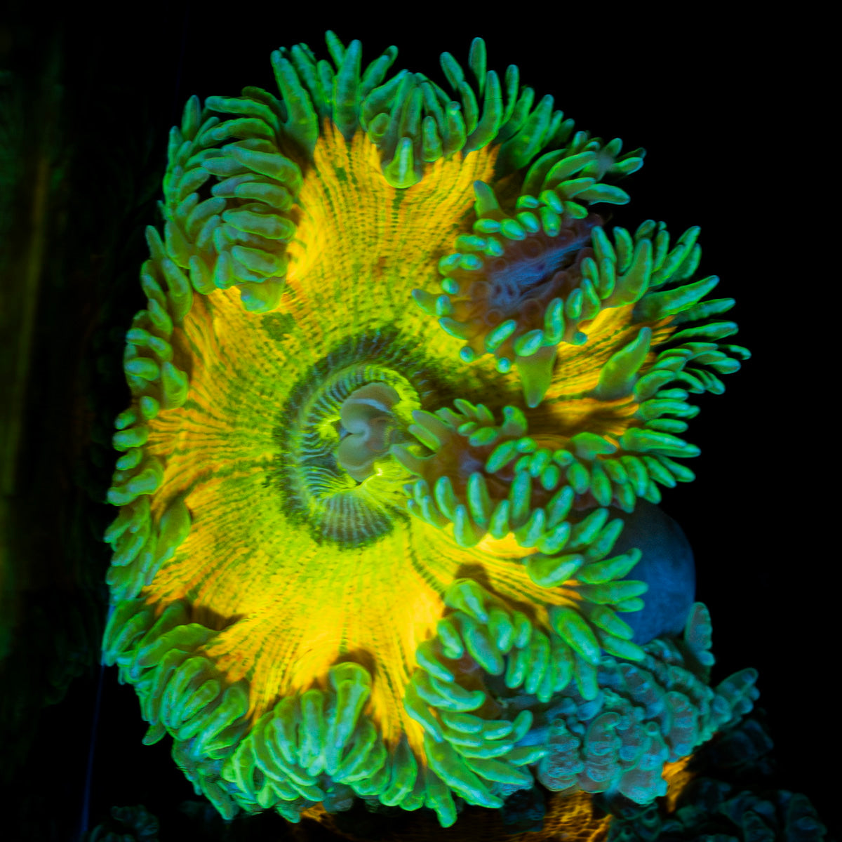 Ultra Rock Flower Anemone with colorful oral disc in reef aquarium