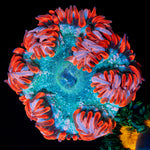 Ultra Rock Flower Anemone with colorful oral disc in reef aquarium
