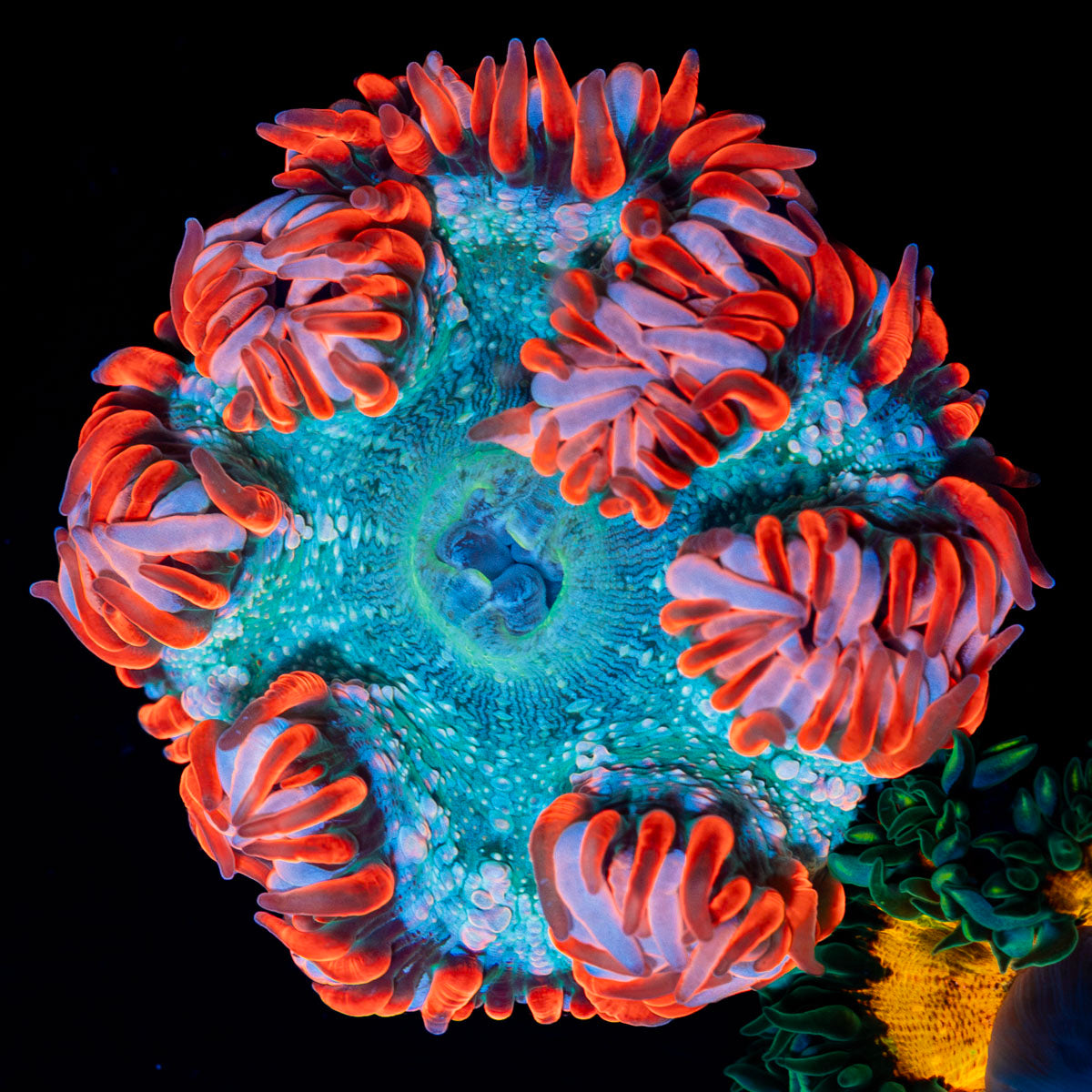 Ultra Rock Flower Anemone with colorful oral disc in reef aquarium