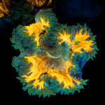 Ultra Rock Flower Anemone with colorful oral disc in reef aquarium