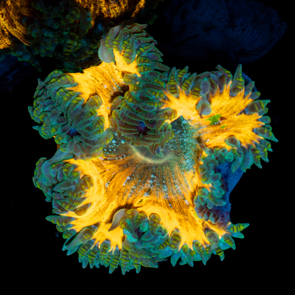 Ultra Rock Flower Anemone with colorful oral disc in reef aquarium