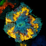 Ultra Rock Flower Anemone with colorful oral disc in reef aquarium