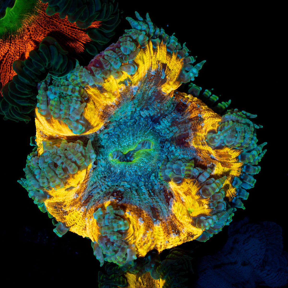 Ultra Rock Flower Anemone with colorful oral disc in reef aquarium