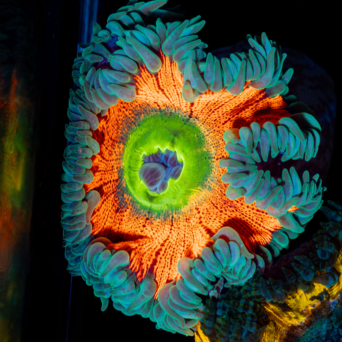 Ultra Rock Flower Anemone with colorful oral disc in reef aquarium