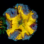 Ultra Rock Flower Anemone with colorful oral disc in reef aquarium