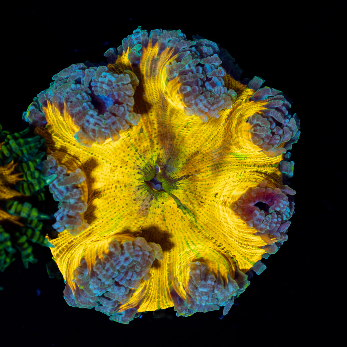 Ultra Rock Flower Anemone with colorful oral disc in reef aquarium
