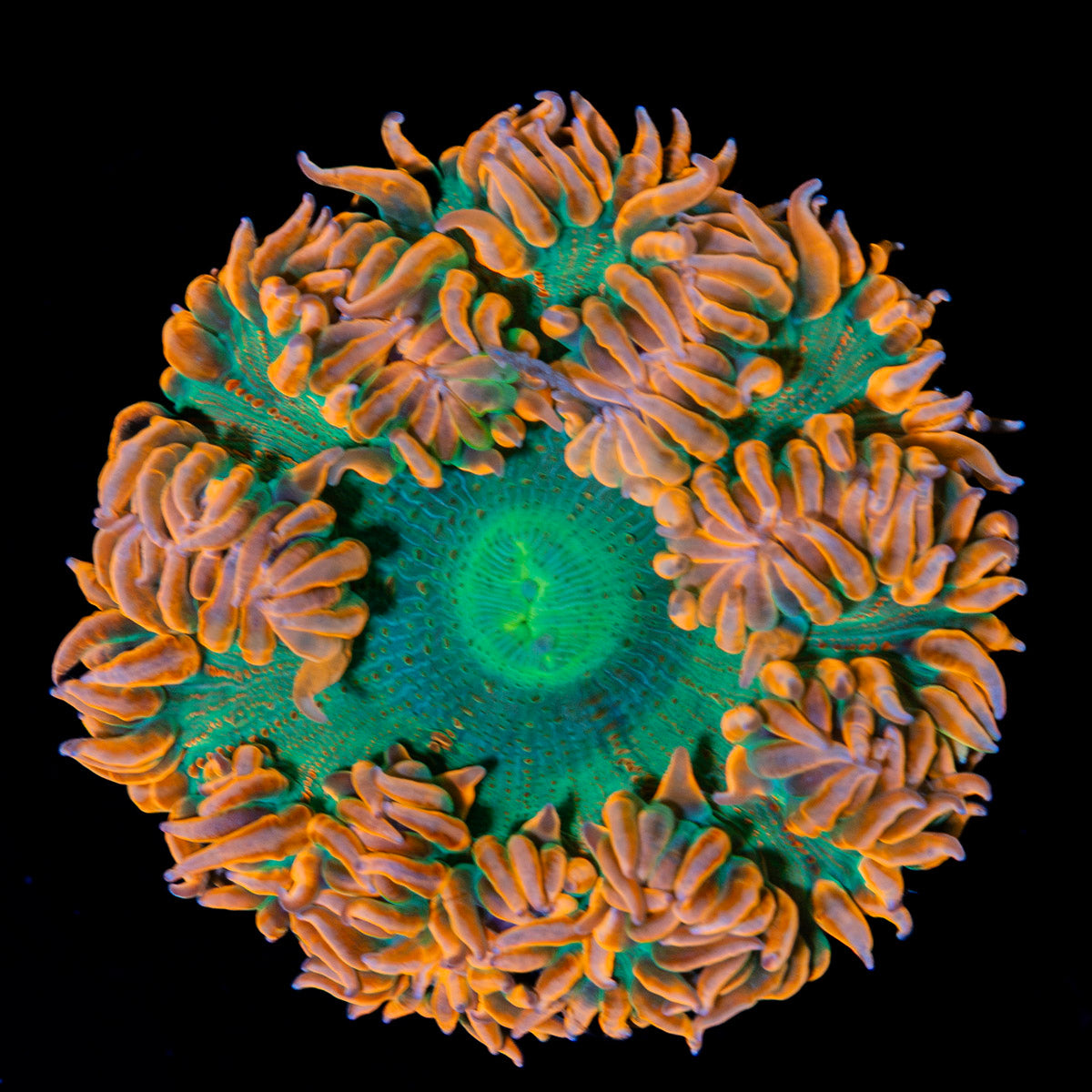 Ultra Rock Flower Anemone with colorful oral disc in reef aquarium