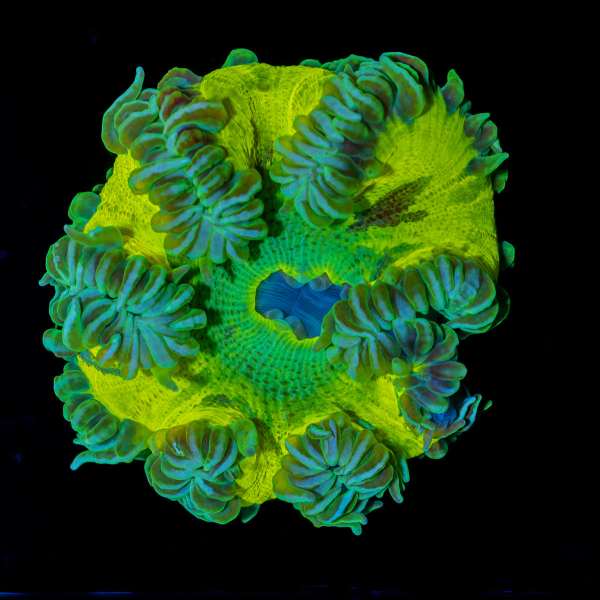 Ultra Rock Flower Anemone with colorful oral disc in reef aquarium