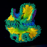 Ultra Rock Flower Anemone with colorful oral disc in reef aquarium