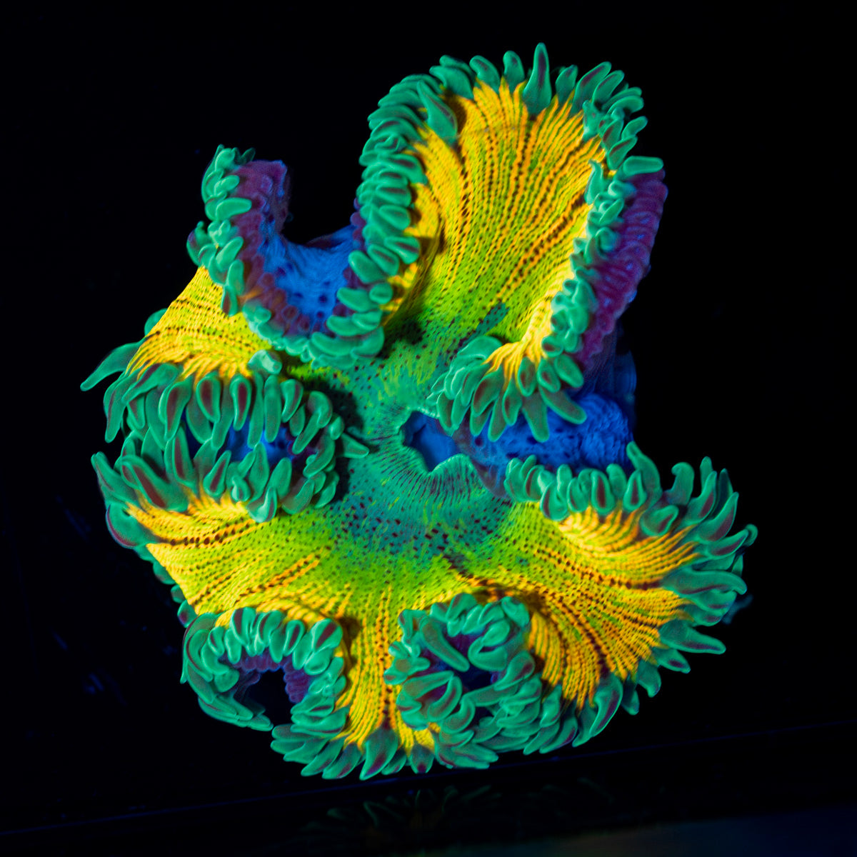 Ultra Rock Flower Anemone with colorful oral disc in reef aquarium