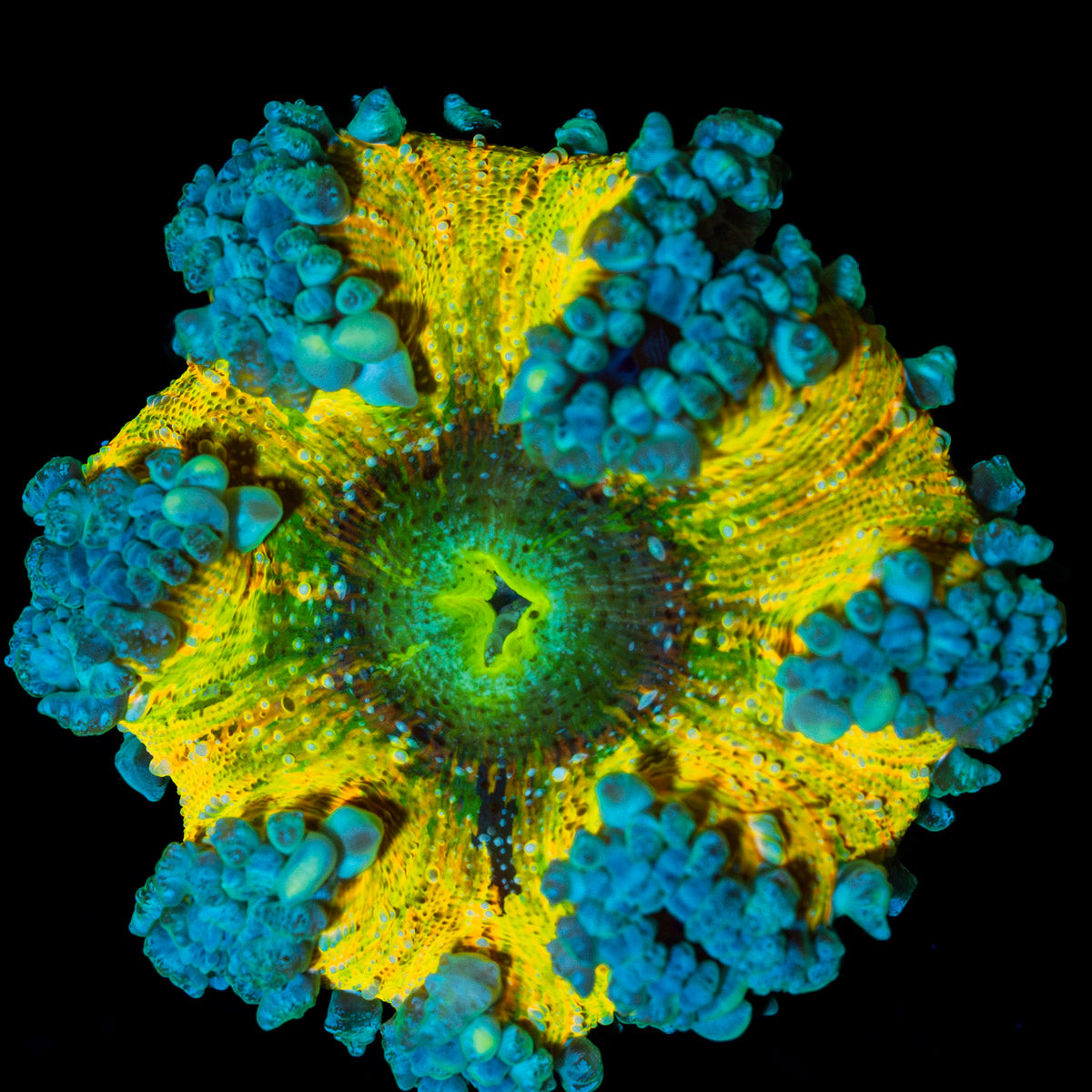 Ultra Rock Flower Anemone with colorful oral disc in reef aquarium