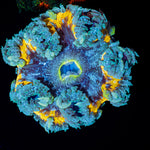 Ultra Rock Flower Anemone with colorful oral disc in reef aquarium