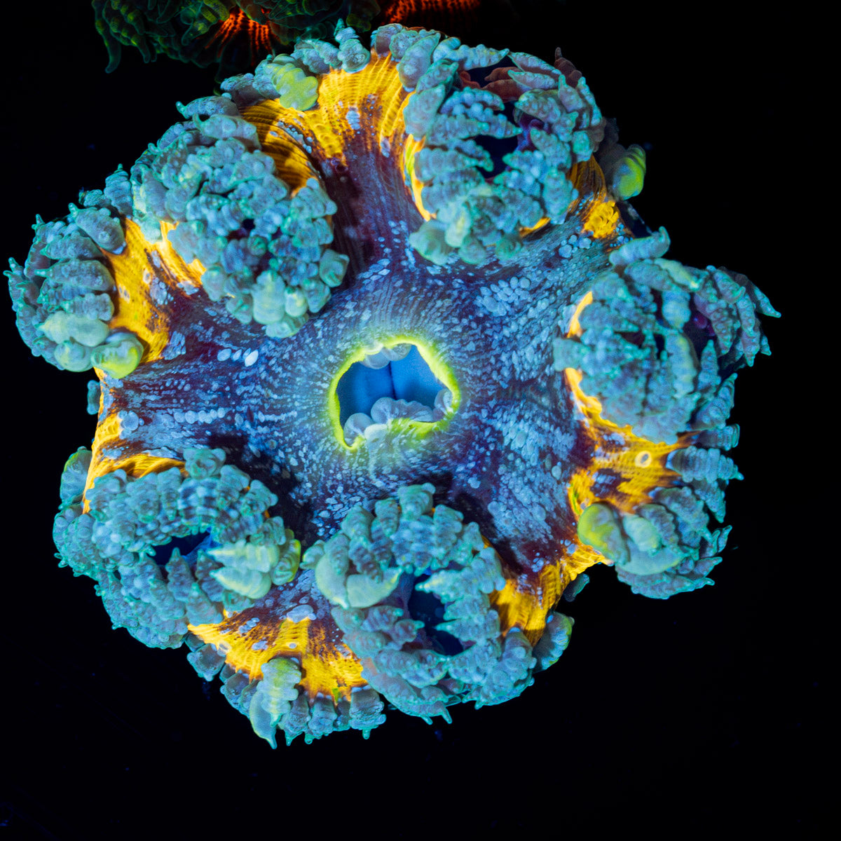 Ultra Rock Flower Anemone with colorful oral disc in reef aquarium