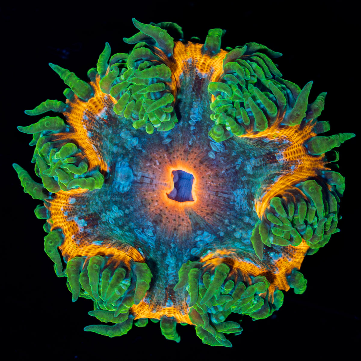 Ultra Rock Flower Anemone with colorful oral disc in reef aquarium