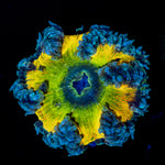 Ultra Rock Flower Anemone with colorful oral disc in reef aquarium