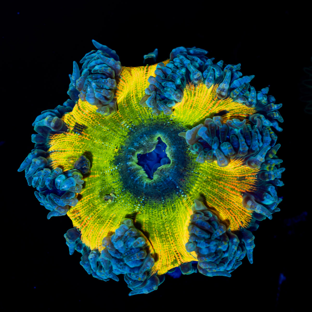 Ultra Rock Flower Anemone with colorful oral disc in reef aquarium