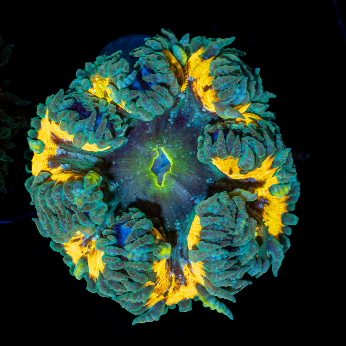 Ultra Rock Flower Anemone with colorful oral disc in reef aquarium