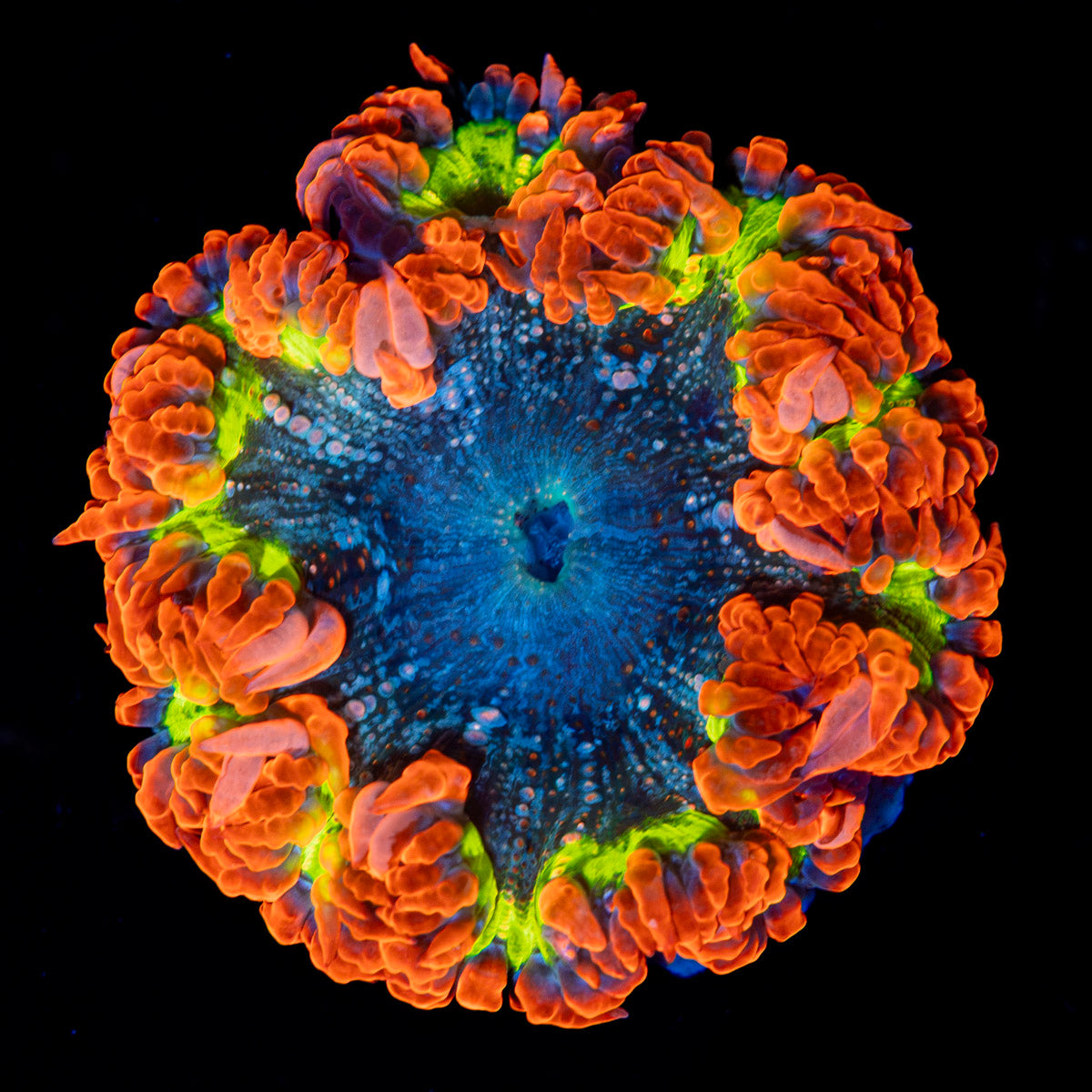 Ultra Rock Flower Anemone with colorful oral disc in reef aquarium