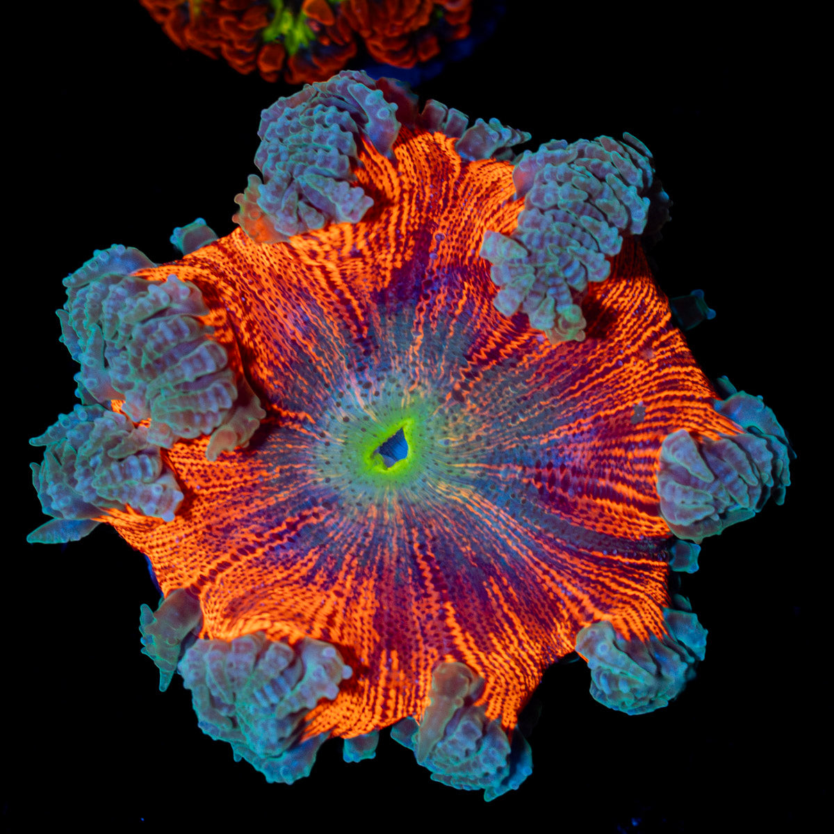 Ultra Rock Flower Anemone with colorful oral disc in reef aquarium