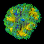 Ultra Rock Flower Anemone with colorful oral disc in reef aquarium